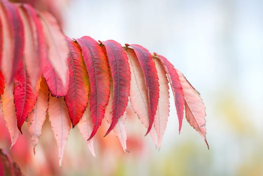 Red leaves in autumn