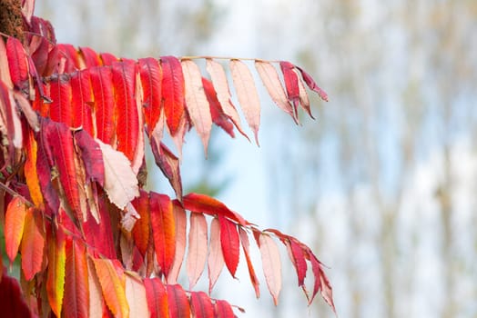 Red leaves in autumn