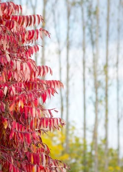 Red leaves in autumn