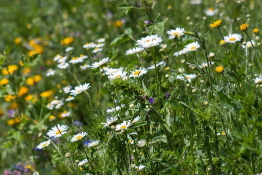 daisies flowers - close up - soft focus