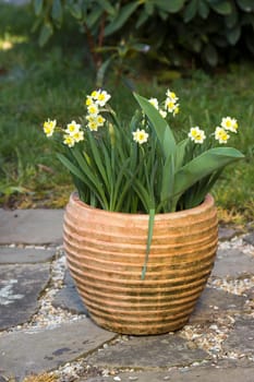 The daffodil, Narcissus pseudonarcissus, yellow narcissus flowers in a clay pot, springtime