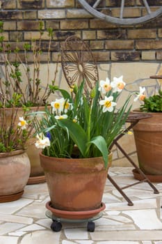 beautiful place in the garden in the mediterranean style, clay pots with spring flowers