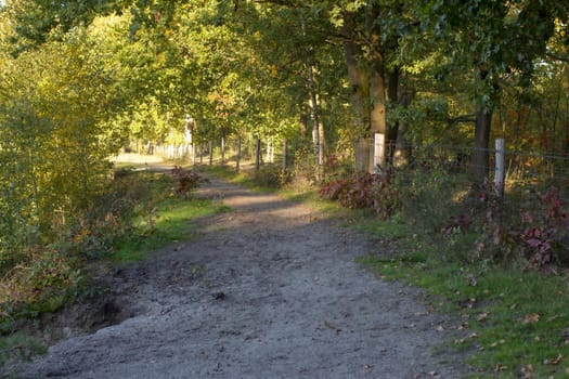 National Park Maasduinen in the Netherlands