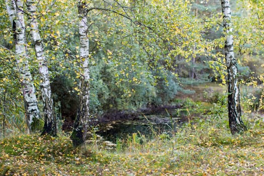 birch trees in National Park Maasduinen in the Netherlands