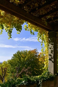Colorful autumn foliage in the sunlight