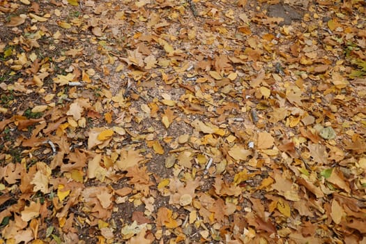 Red and orange autumn leaves background Outdoor. Colorful backround image of fallen autumn leaves perfect for seasonal use