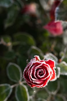 First autumn frost. Bush with burgundy blooming rose, covered with white frost. Morning frost, green frozen plant leaves. Onset of winter, nature falls asleep. Vertical