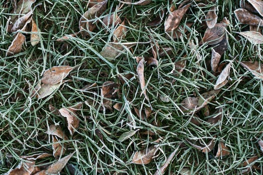 First autumn frost. Partially blurred background image of green grass and yellow fallen leaves covered with white frost. Morning green icy plant leaves. Onset of winter. top view