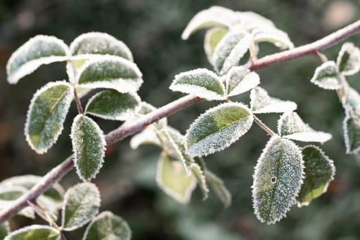 First autumn frost. Partially blurred branch of rose bush, covered with white frost. Morning frost, green frozen plant leaves. Onset of winter, nature falls asleep. Defocused background image