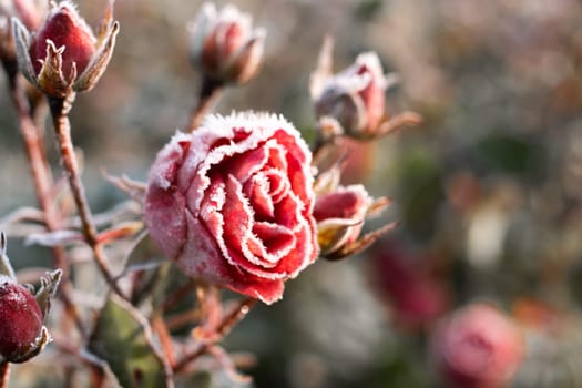 First autumn frost. Bush with burgundy blooming rose, covered with white frost. Morning frost, green frozen plant leaves. Onset of winter, nature falls asleep
