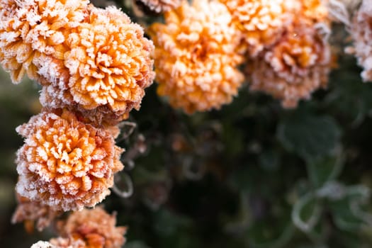 First autumn frost. Bush with orange blooming chrysanthemums, covered with white frost. Morning frost, green frozen plant leaves. Onset of winter, nature falls asleep. Blurred background image