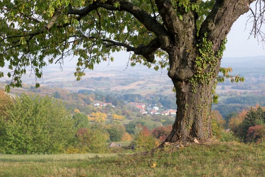 Autumn landscape in a mountain village with a beautiful tree