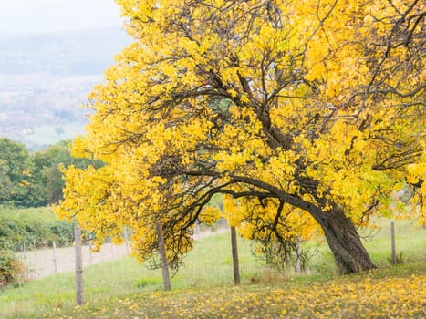 yellow cherry tree in autumn park