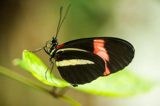 Macro side view of a Lesser Postman butterfly (lat: Heliconius erato) sitting on a leaf against blurred green natural background.