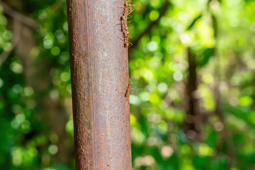 The red ants walking on an iron pole on a nature background.