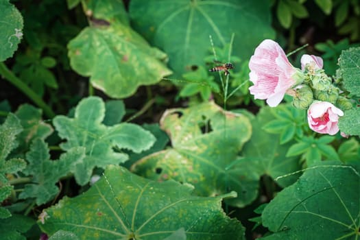 Hollyhock flower is many colors and beautiful in the nature with bees flying for pollen.