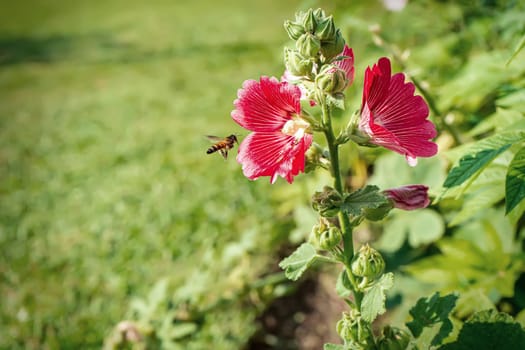 Hollyhock flower is many colors and beautiful in the nature with bees flying for pollen.