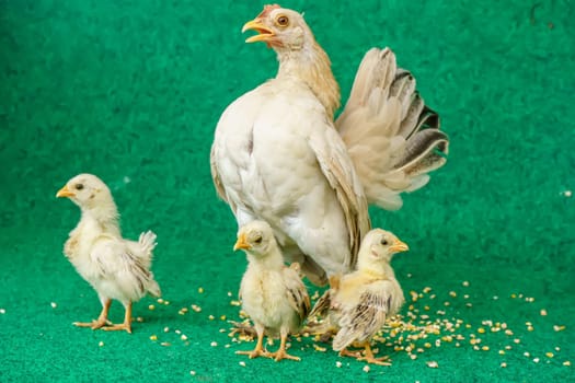 The hen and the yellow serama chicks on a artificial grass background.