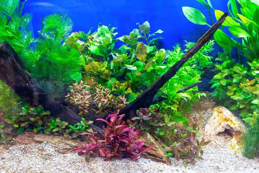 Underwater landscape nature forest style aquarium tank with a variety of aquatic plants, stones and herb decorations.