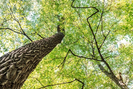 The leaves turn yellow in autumn when the first cold arrives. They turn yellow, reddish or brown.