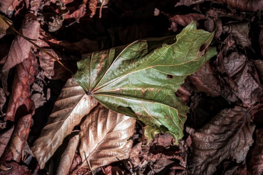 The leaves turn yellow in autumn when the first cold arrives. They turn yellow, reddish or brown.