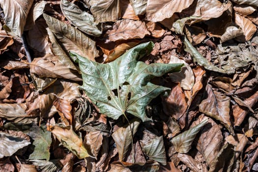 The leaves turn yellow in autumn when the first cold arrives. They turn yellow, reddish or brown.