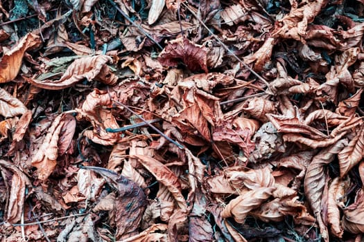 The leaves turn yellow in autumn when the first cold arrives. They turn yellow, reddish or brown.