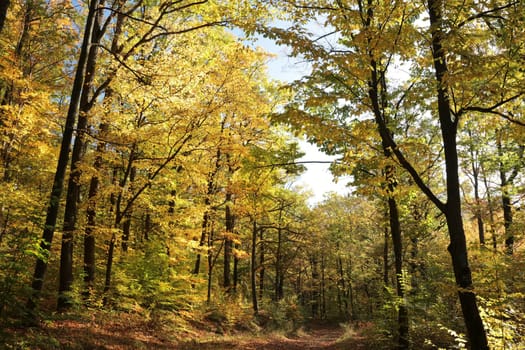Path through the autumn forest on a sunny morning. October, Poland.