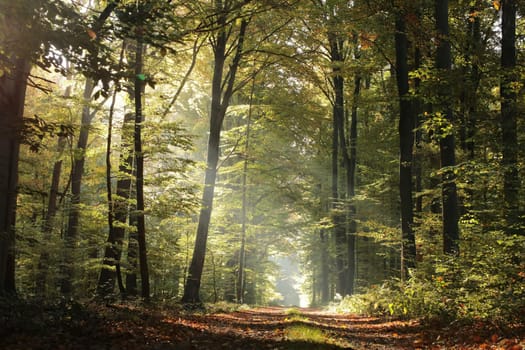 Majestic beech forest on an autumn morning.