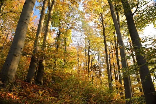 Autumn beech forest on the mountain slope during sunset. October, Poland.