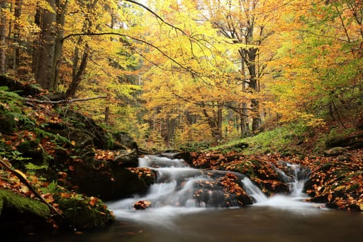 Forest stream flowing down from the mountains.