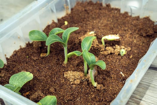Seedling of cucumbers. Green sprouts with two leaves in plastic container with sawdust. Preparing for planting and growing season in spring