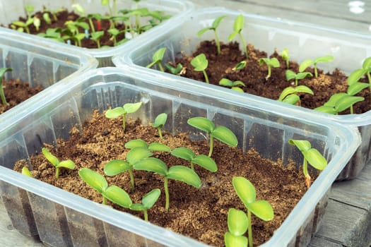 Seedling of cucumbers. Green sprouts with two leaves in plastic container with sawdust. Preparing for planting and growing season in spring