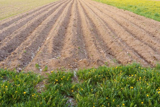 View of newly sown plowed field. Earth is dug up and potatoes are planted. Agriculture and growing crops. Spring sowing