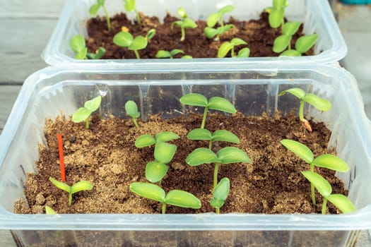Seedling of cucumbers. Green sprouts with two leaves in plastic container with sawdust. Preparing for planting and growing season in spring