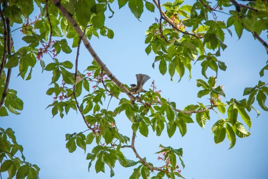 natural background with sparrow sitting on branches in the spring may Sunny garden