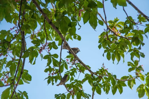 natural background with sparrow sitting on branches in the spring may Sunny garden