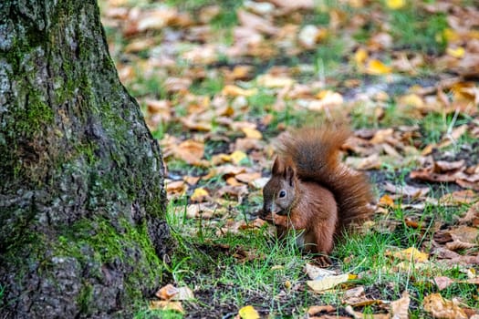Wild Eurasian red squirrel (Sciurus vulgaris) in Kampinos National Park, Masovia, Poland
