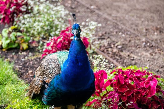 Indian peacock in Polish park - Warsaw, Poland