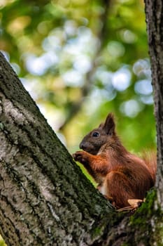 Wild Eurasian red squirrel (Sciurus vulgaris) on the tree in Kampinos National Park, Masovia, Poland