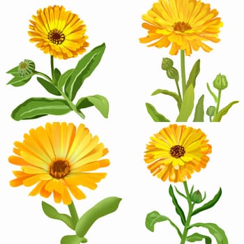 Beautiful blossoming yellow marigold on white background. Calendula officinalis