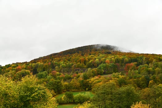 colorful autumn forest in the fog