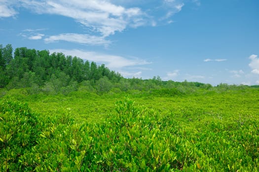 Group of tree background with sunny day blue sky white clouds, landscape nature green trees outdoor, ECO environment