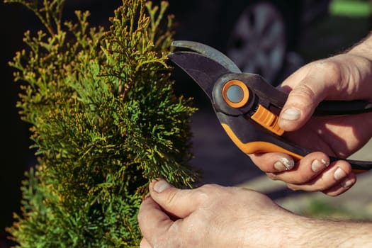 Hands of man who cuts thuja branches with a pruner in garden in sunlight