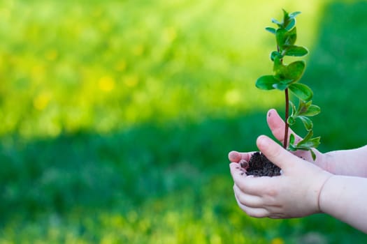 Earth Day. Sapling of a tree in a children's hands on a background of grass. Forest conservation concept. World Environment Day
