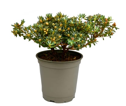 Rhododendron Impeditum