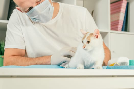 Male veterinarian in gloves and T-shirt holds white and ginger kitten and conducts medical examination on table