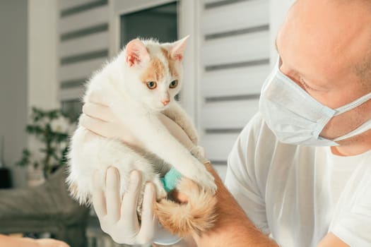 Male veterinarian in gloves and T-shirt holds white and ginger kitten in his arms for medical examination