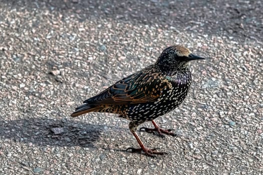 European or common starling (Sturnus vulgaris) in United Kingdom
