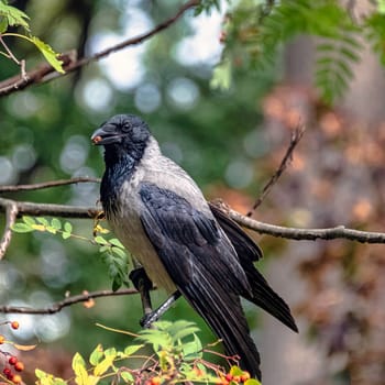 Hooded crow (Corvus cornix) also known as scald-crow or hoodie in Polish park - Warsaw, Poland